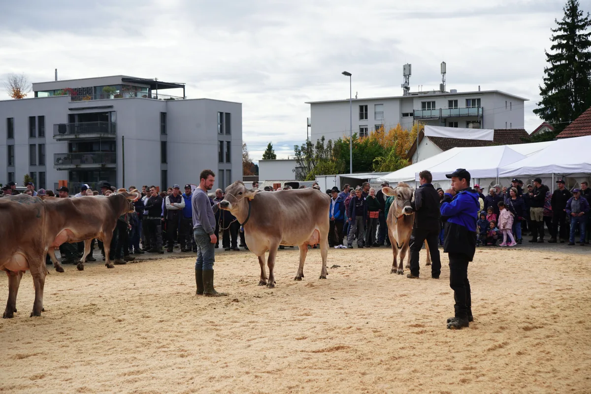 Und nicht nur die Kühe, sondern auch die Besucher schauten den Richtern gebannt dabei zu, wie sie ihre Entscheidungen trafen. m Landwirte und Kühe an der Viehschau Hinwil